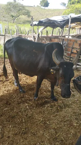 Vaca prenha 