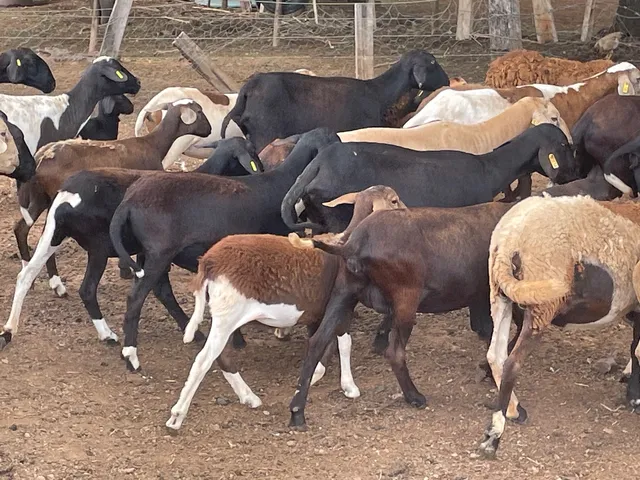 Cordeiros, carneiros, ovelhas, borregos, borregas, carneiras.