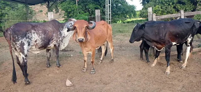 Vacas leiteiras gir e girolando 