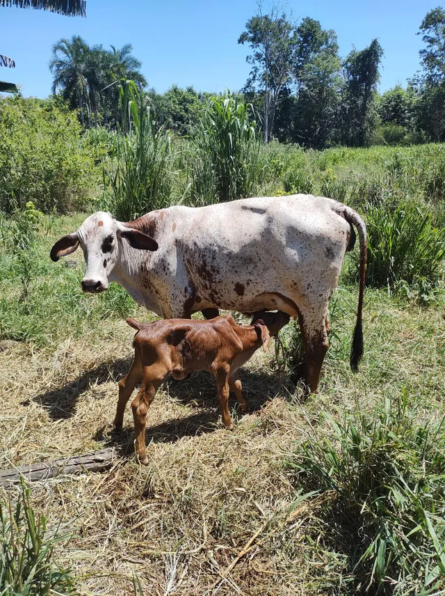 Novilha girolanda 