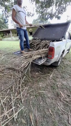 TA DESESPERADO SEM CAPIM , EU VENDO MUDAS CAPIAÇU BRS DA EMBRAPA , DOU DICA DE PLANTIO 