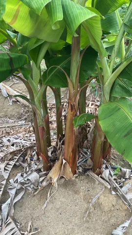 Mudas de banana terrinha 