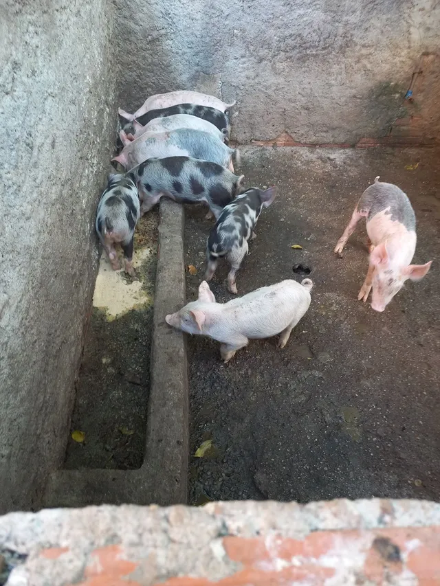 Leitões e leitoas