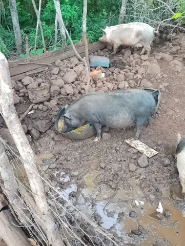 Porca prenha de 4 meses.
