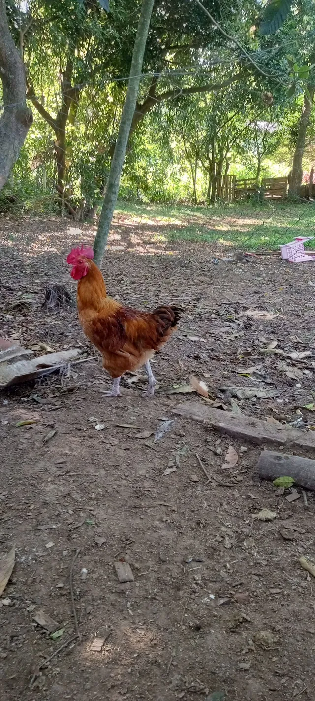 Galos vermelhos 