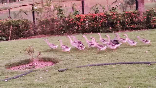 Vendo ganso sinaleiro africano