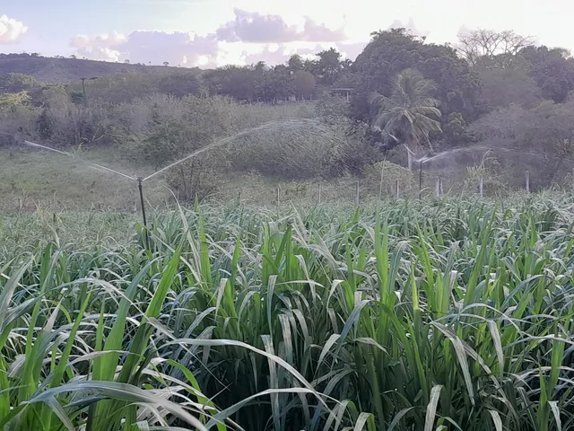 CAPIM ELEFANTE BRS CAPIAÇU DA EMBRAPA A VENDA - ENTREGA EM ARACAJU GRÁTIS 
