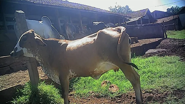 VENDO NOVILHA GIR