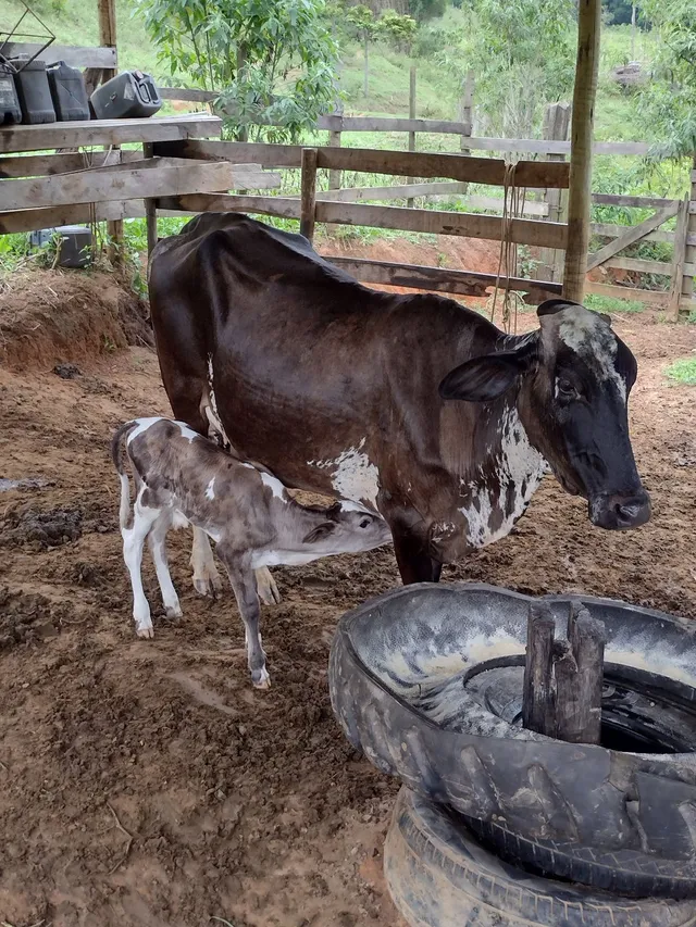 Vendo uma vaca parida .(leia o anúncio)