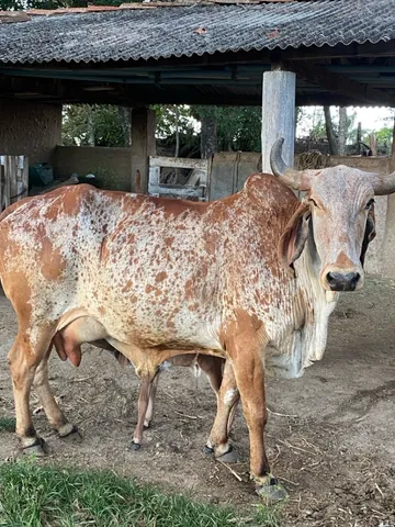 Novilha de primeira cria 