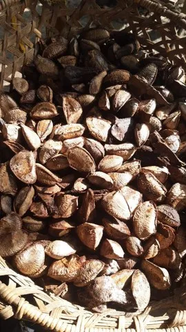 Castanha do Pará 