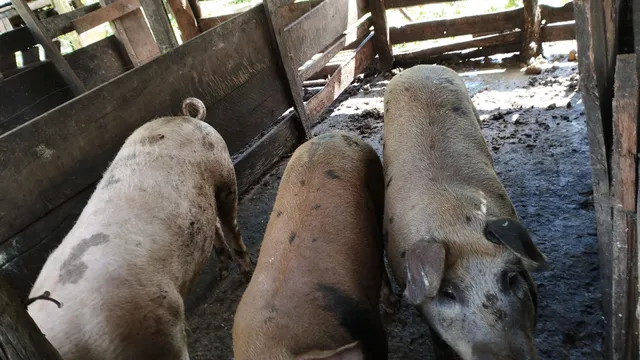 Vendo leitões e porco gordo
