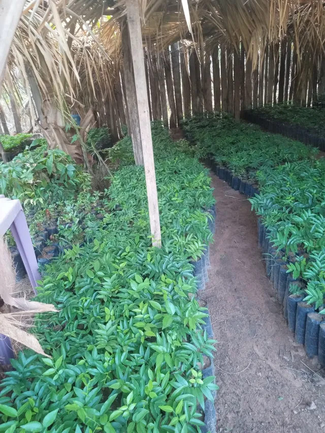 Vende se muda de cumarú 