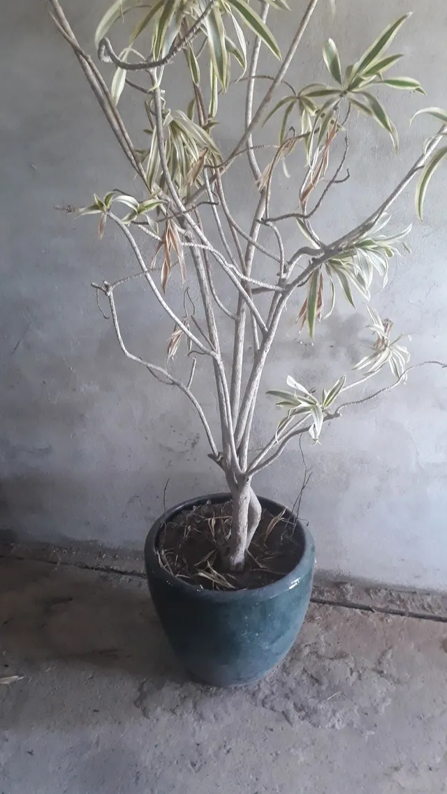 Vaso com planta 