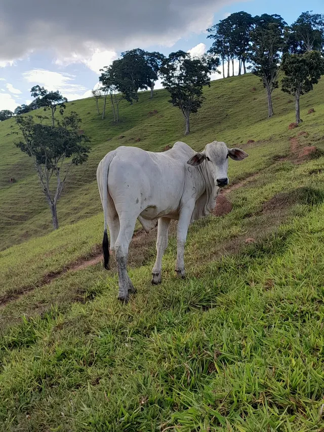 Tourinho nelore mocho 