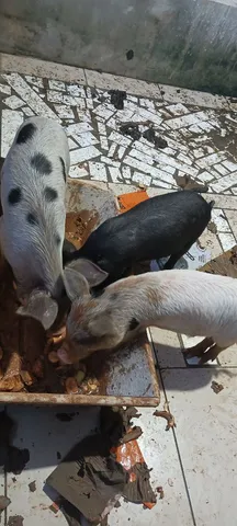 Vendo leitão capado 