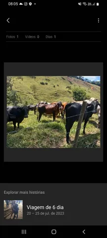 12 Novilhas leiteiras