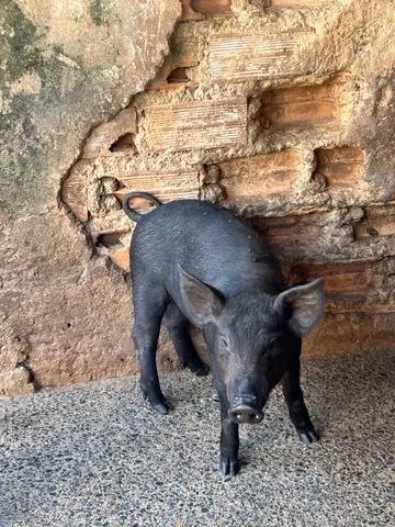 Leitoa Caipira
