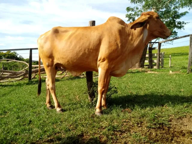 Vaca nelore parida