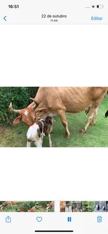 Vaca 