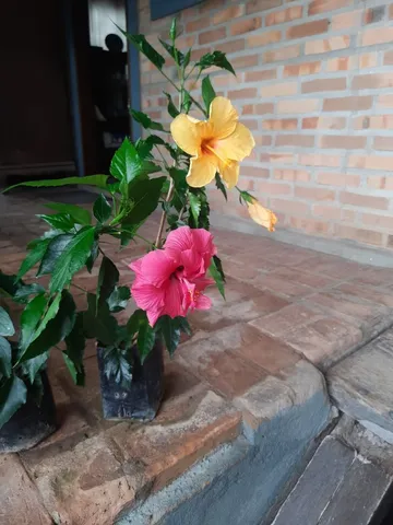HIBISCO PARA CERCA VIVA