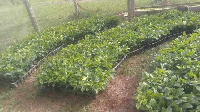Mudas Café Arabica Catuai Vermelho