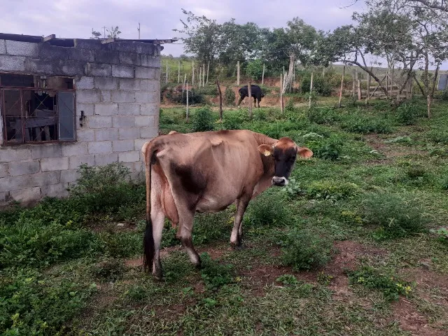 Duas vacas 