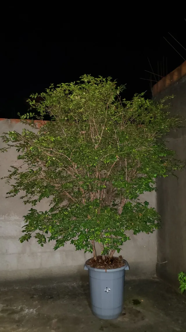 Jabuticabeira 