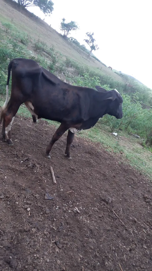 Vendo animais de fazenda
