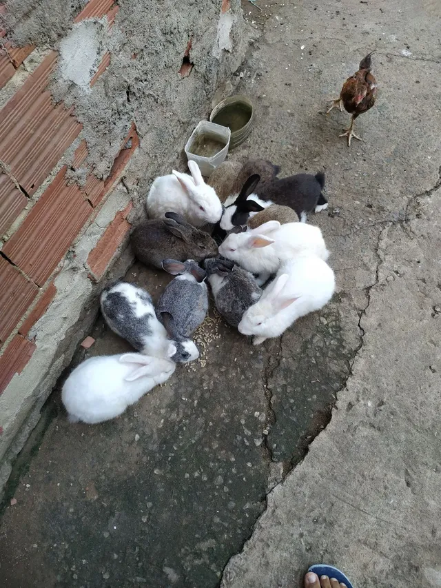 COELHOS ADULTOS E FILHOTES 