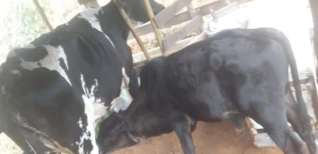 Vendo vaca boa com bezerro 