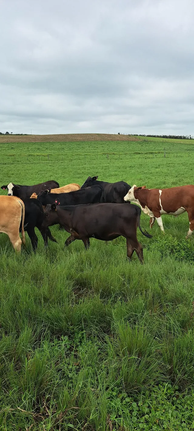 28 fêmeas, 260kg, R$ 9,00/kg.