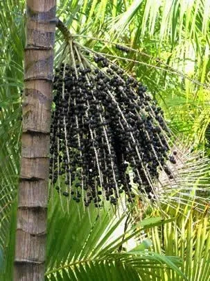 Mudas de Açaí Orgânicas (Oportunidade)