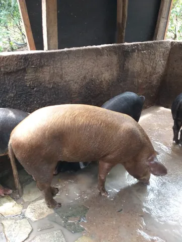 Porco Capado próximo 80kg