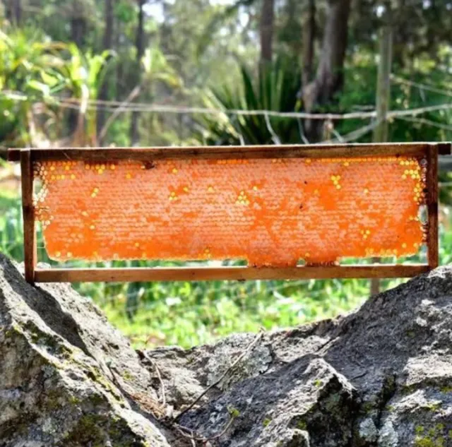 Favo de Mel 100% natural, orgânico de florada silvestre 