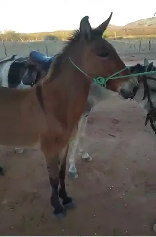 Burro e burra 2