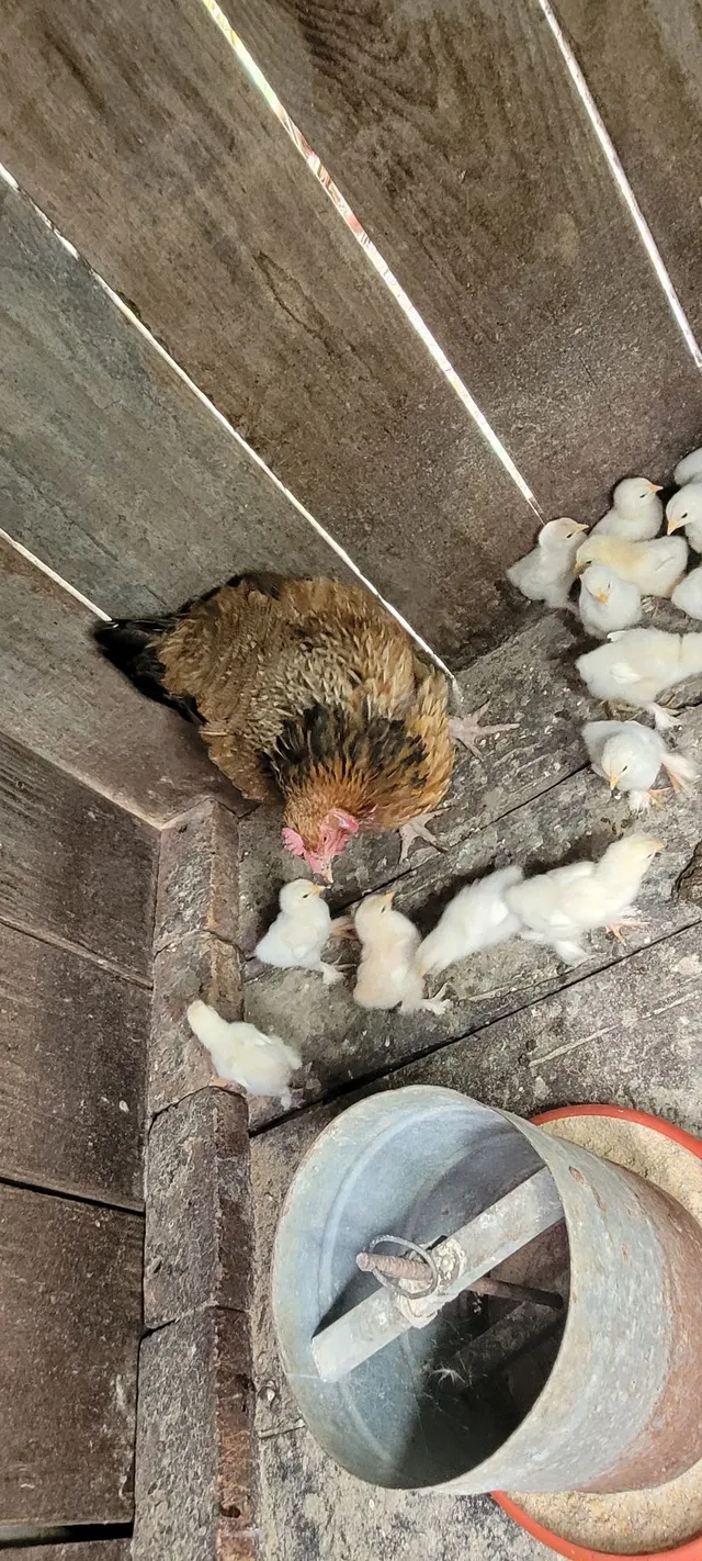 Vendo Pintinho BRAHMA