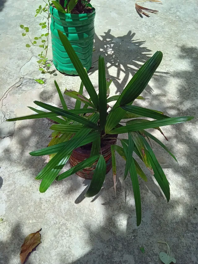 Plantas variadas 