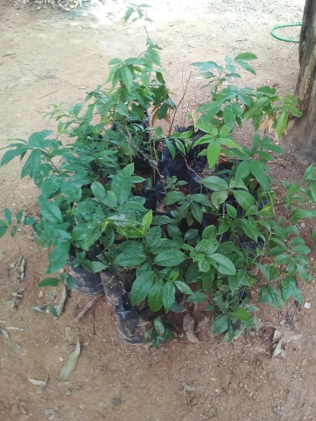 Planta de ora-pro-nóbis