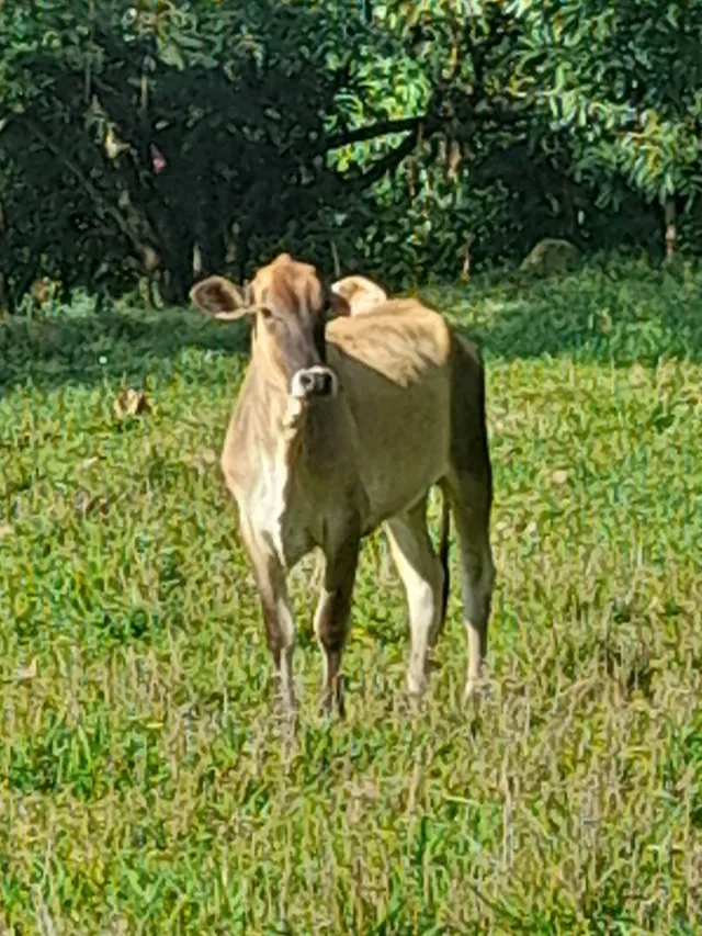 Novilha