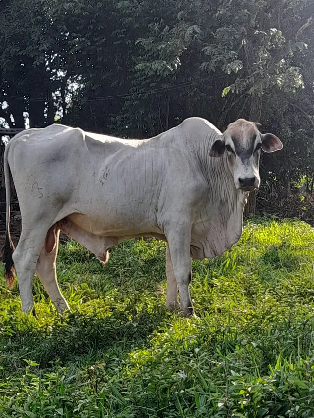 Touro nelore