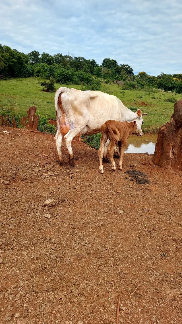 Vaca Jersey 
