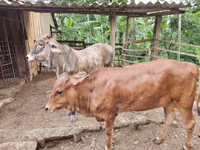Vendo casal de novilhos 
