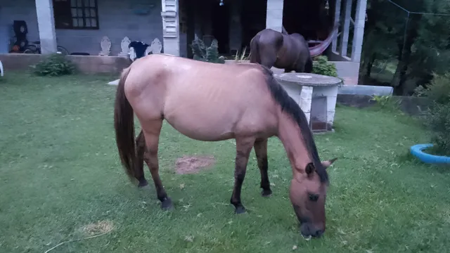 Égua de pequeno porte!!