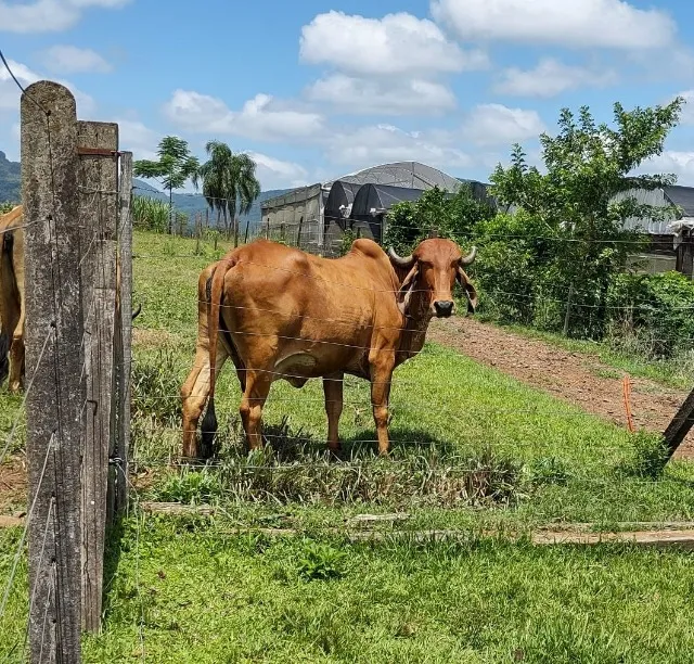 Vaca gir coberta