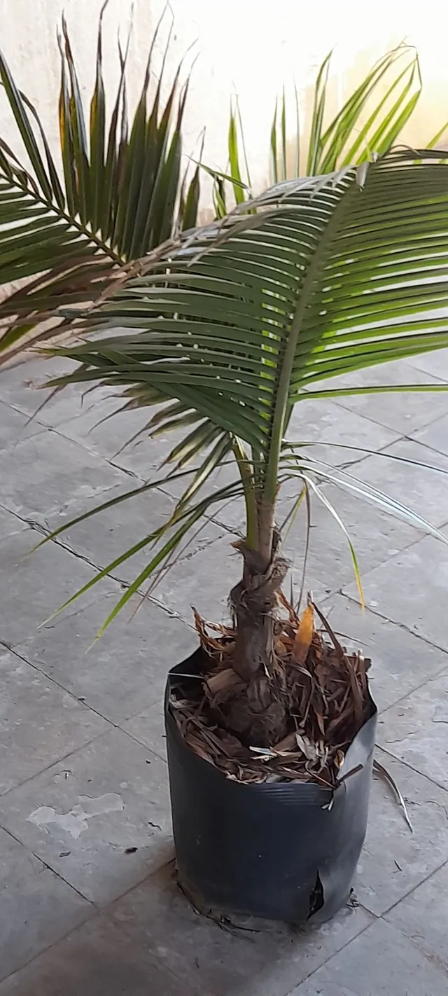 Chuva epoca de plantar Coqueiro anão