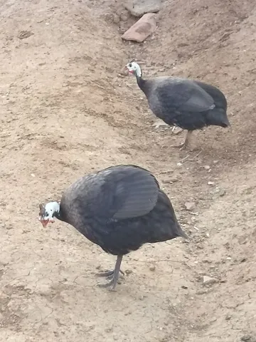 Casal Guiné Roxo real (preto)