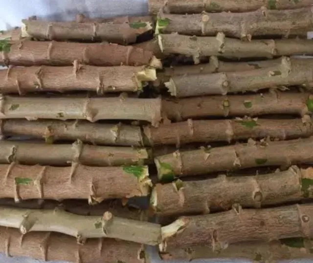 Manivas de Mandioca para plantio 