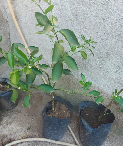 Mudas Limão taiti sem semente(feito de alporquia)
