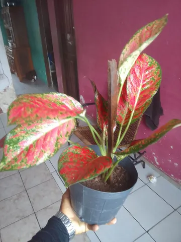 Vendo plantas 